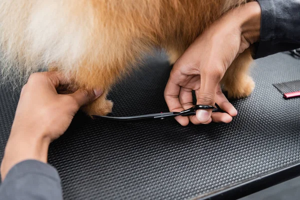 Vista cortada de Africano americano pet barbeiro aparar spitz na mesa de preparação — Fotografia de Stock