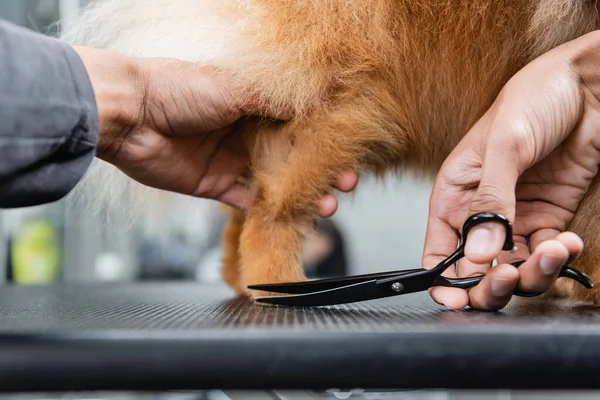 Partial view of african american groomer trimming paw of fluffy dog — Stock Photo