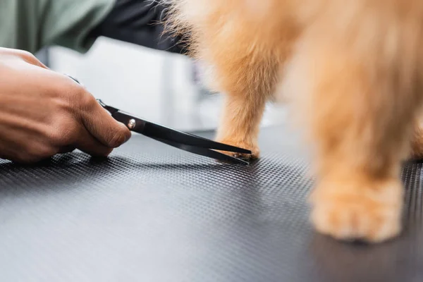 Обрізаний вид афроамериканського громера, що ріже волосся на лапі пухнастого собаки — стокове фото