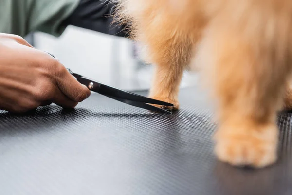 Vista cortada de cabelo de corte americano africano groomer na pata de cão fofo — Fotografia de Stock