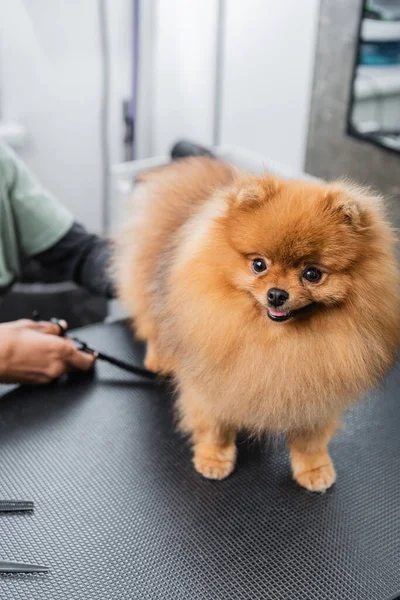 Peludo spitz de pie en la mesa de aseo cerca recortado afroamericano groomer - foto de stock