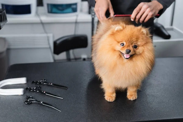 Engraçado pomeranian spitz olhando para a câmera perto de homem afro-americano cortado e tesoura na mesa de preparação — Fotografia de Stock