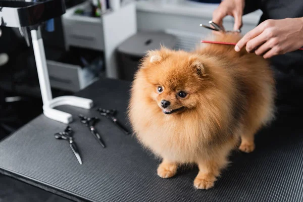 Vista ritagliata di governante afroamericano facendo taglio di capelli al pomerania spitz — Foto stock