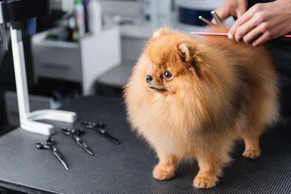 Pomeranian spitz near recortado africano americano hombre y aseo herramientas en mesa - foto de stock