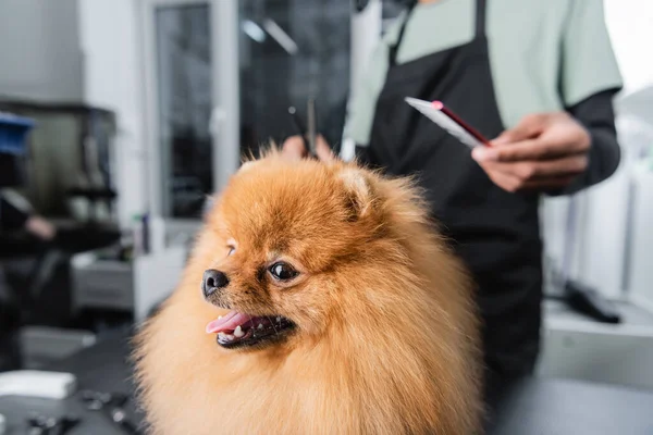 Peludo spitz pomeraniano cerca recortado afroamericano groomer sobre fondo borroso - foto de stock