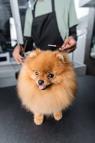 Divertido pomeranian spitz mirando a la cámara cerca borrosa afroamericano groomer - foto de stock