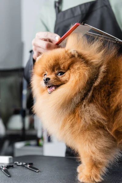 Partial view of blurred african american groomer trimming pomeranian spitz — Stock Photo