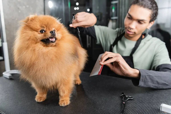 Young african american groomer doing haircut to pomeranian spitz — Stock Photo