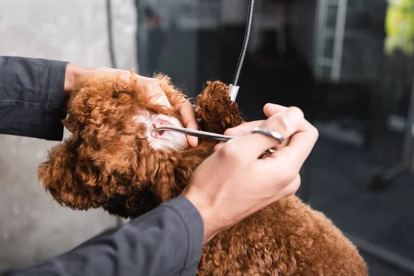 Vista parcial del hombre afroamericano cortando pelo en oreja de perro con tijeras - foto de stock