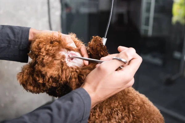 Partial view of african american man cutting hair in dog ear with scissors — Stock Photo