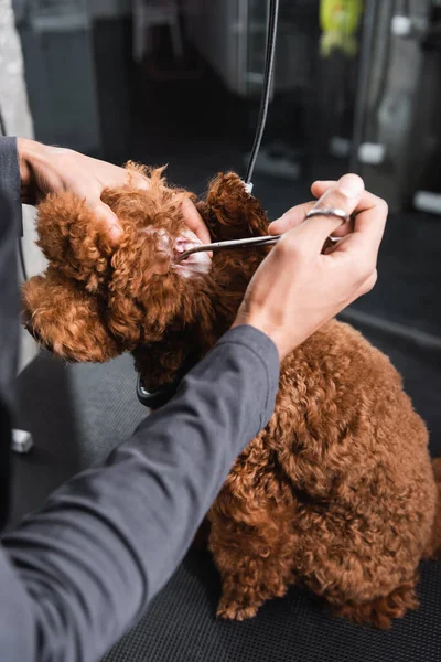 Cropped view of african american groomer trimming hair in ear of brown poodle — Stock Photo