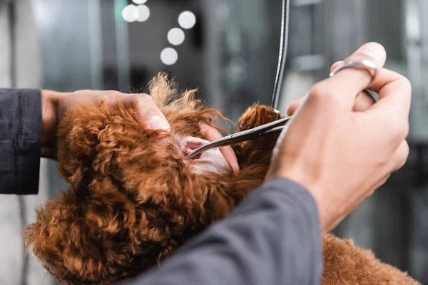 Vista parcial del peluquero afroamericano limpiando oreja de caniche en salón de mascotas - foto de stock
