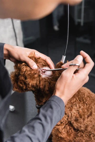 Vista recortada de hombre afroamericano recortando oreja de caniche en peluquería de mascotas - foto de stock