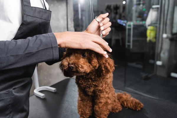 Vue recadrée du toiletteur afro-américain dans le tablier travaillant avec caniche dans le salon de toilettage — Photo de stock