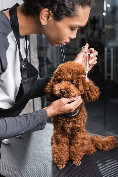 African american man in apron trimming ears of poodle in pet salon — Stock Photo