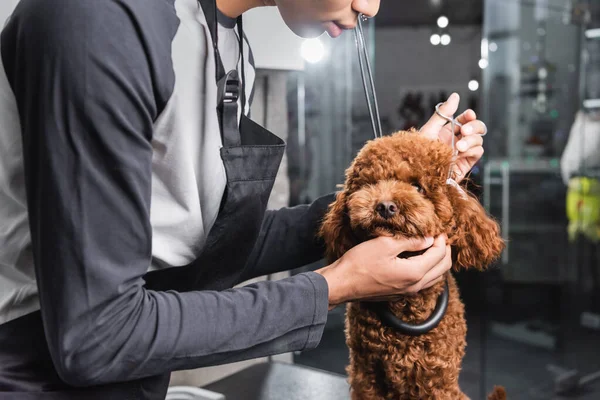 Vista lateral do cultivado africano americano groomer trabalhando com poodle no salão de pet — Fotografia de Stock