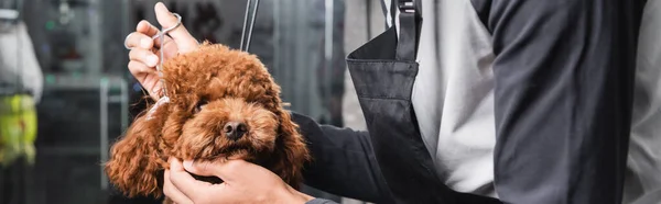 Partial view of african american groomer trimming poodle in pet salon, banner — Stock Photo
