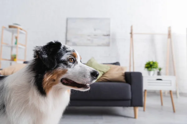 Australian shepherd dog looking away in living room — Stock Photo