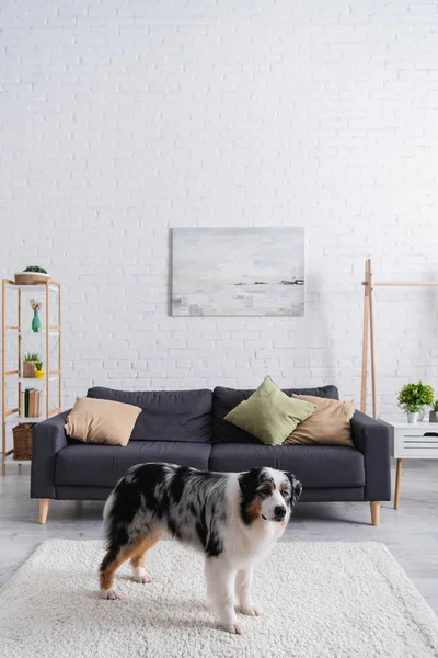 Australian shepherd dog standing on carpet in living room — Stock Photo