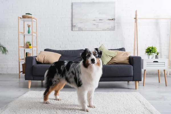 Australian shepherd dog standing on carpet in modern living room — Stock Photo
