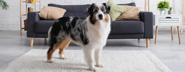 Australischer Schäferhund steht auf Teppich im modernen Wohnzimmer, Banner — Stockfoto