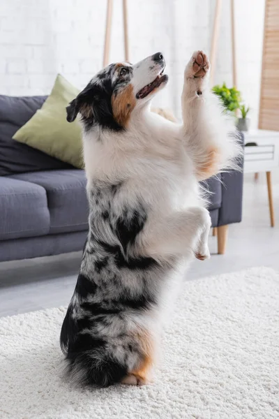 Australian shepherd dog sitting on carpet with raised paw in living room — Stock Photo