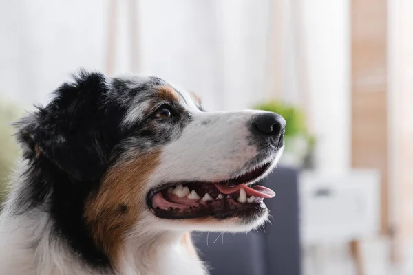 Close up of australian shepherd dog — Stock Photo