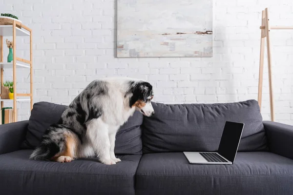 Australian shepherd dog looking at laptop on sofa in living room — Stock Photo