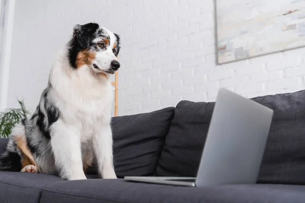 Australian shepherd dog looking at laptop on couch in living room — Stock Photo