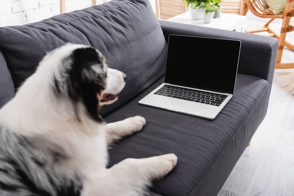 Australian shepherd dog looking at laptop with blank screen — Stock Photo