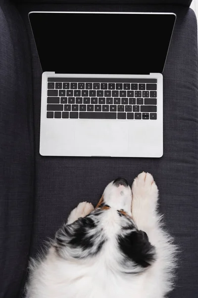 Vista dall'alto del cane pastore australiano guardando il computer portatile con schermo bianco — Foto stock