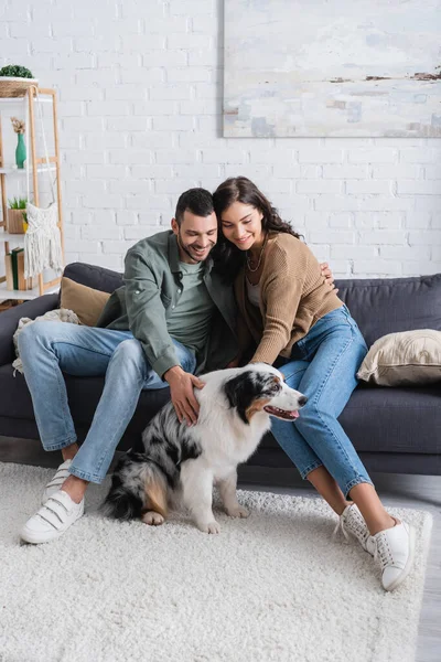 Cheerful couple cuddling australian shepherd dog in living room — Stock Photo