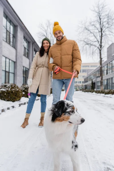 Full length of blurred young couple in winter jackets and hats strolling with australian shepherd dog — Stock Photo