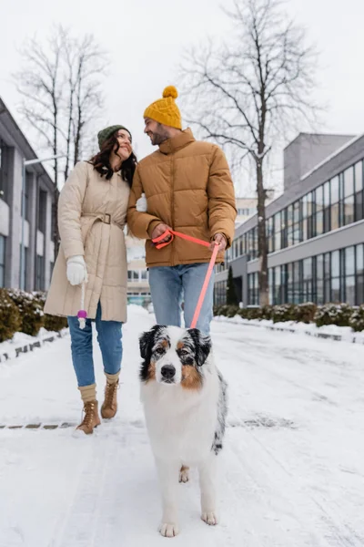 Longueur totale de couple flou et heureux en vestes d'hiver et chapeaux flânant avec chien de berger australien — Photo de stock