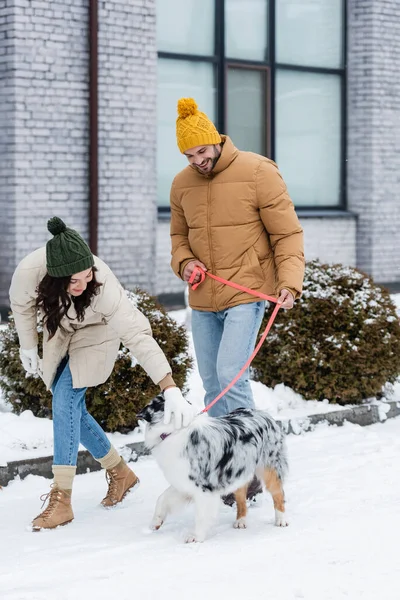 Full length of happy young couple in winter jackets and hats walking with australian shepherd dog — Stock Photo