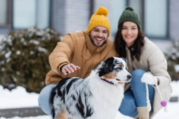 Uomo sfocato coccole cane pastore australiano vicino fidanzata in inverno — Foto stock