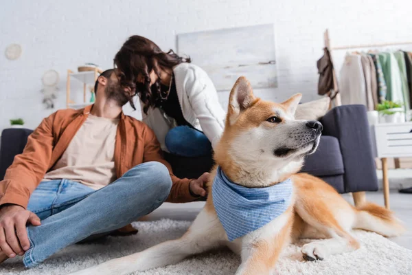 Akita Inu dog near blurred couple kissing in living room — Stock Photo