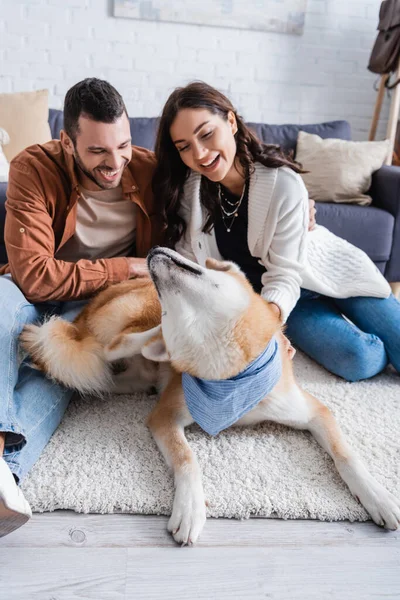 Young and smiling couple cuddling akita inu dog in modern living room — Stock Photo