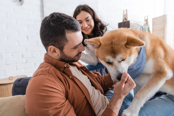 Akita inu dog smelling hand of man near blurred woman — Stock Photo