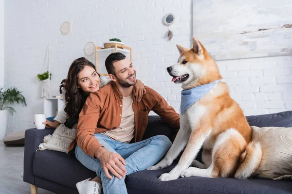 Feliz mujer con taza abrazando hombre y sentado en sofá mientras mira akita inu perro - foto de stock