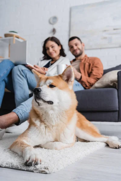 Akita inu dog near blurred couple with laptop and cup — Stock Photo
