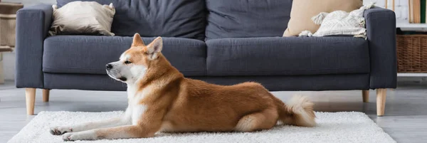 Akita inu dog lying on carpet in modern living room, banner — Stock Photo