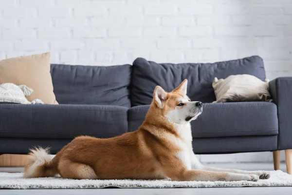 Akita inu dog lying on carpet near couch in modern living room — Stock Photo