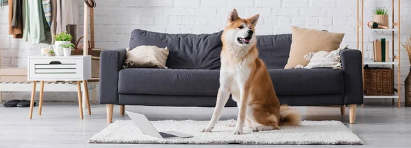 Akita inu dog sitting on carpet near laptop in modern living room, banner — Stock Photo