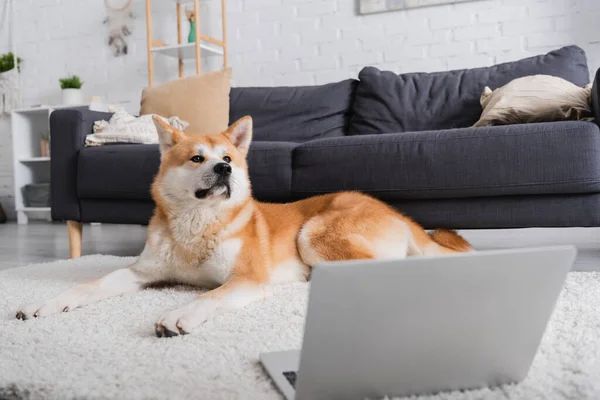 Akita inu dog lying on carpet near laptop in modern living room — Stock Photo