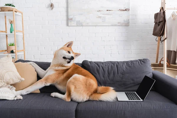 Akita inu dog sitting on sofa near laptop in modern living room — Stock Photo