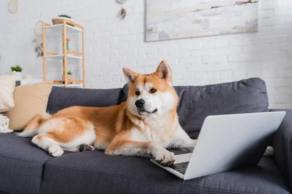 Akita inu dog sitting on couch near laptop in modern living room — Stock Photo