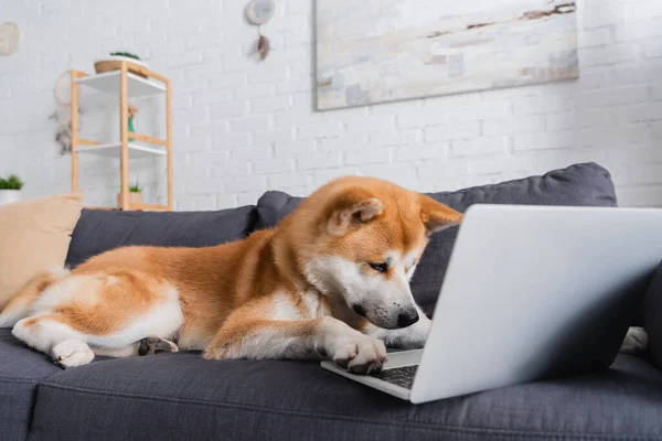 Akita inu dog sitting on sofa with laptop in modern living room — Stock Photo