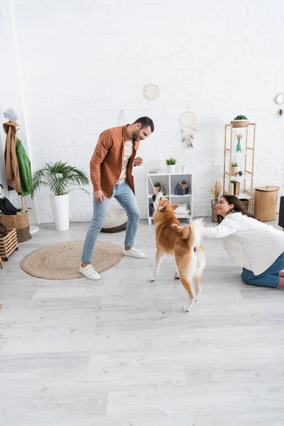 Joyful young woman cuddling akita inu dog near smiling boyfriend holding pet toy — Stock Photo