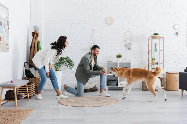 Bearded man holding rubber toy and playing with akita inu dog near happy girlfriend — Stock Photo
